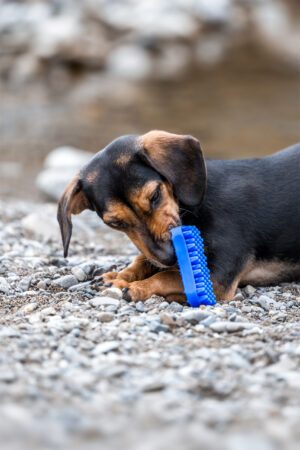 pet+me Pflegebürste Soft – Kurzhaar (Blau)